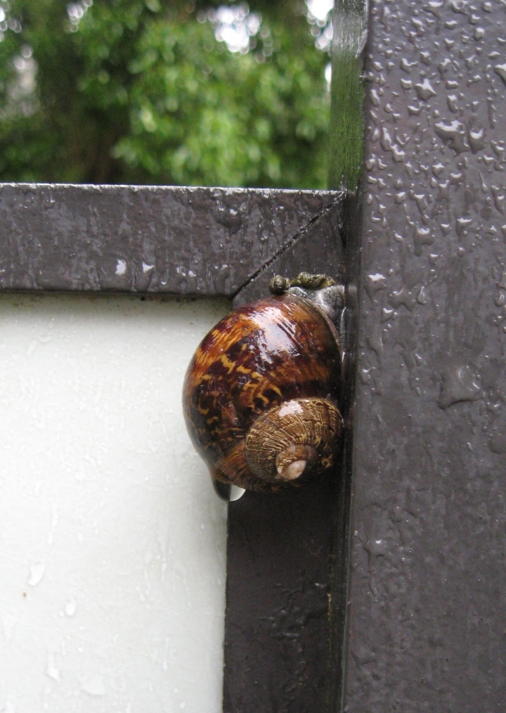 Land Snail
